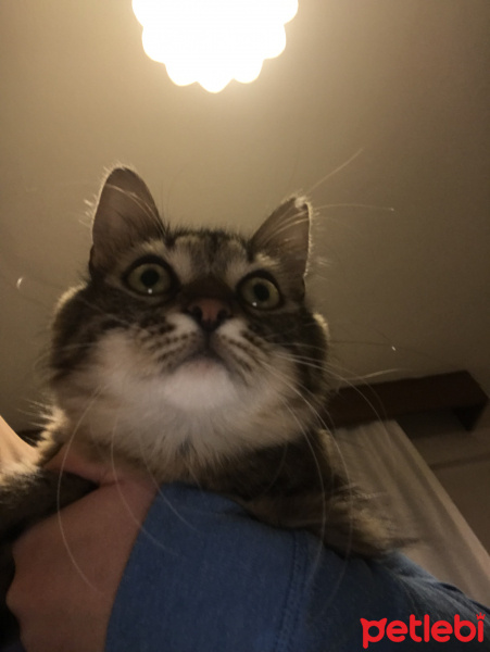 Norwegian Forest, Kedi  Mia fotoğrafı