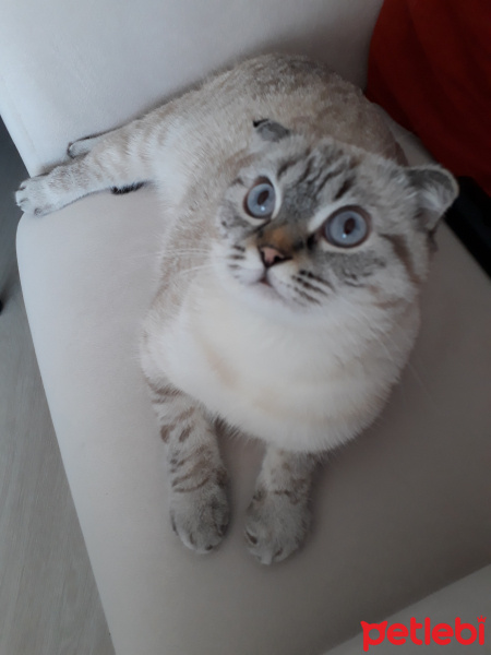 Scottish Fold, Kedi  Incir fotoğrafı