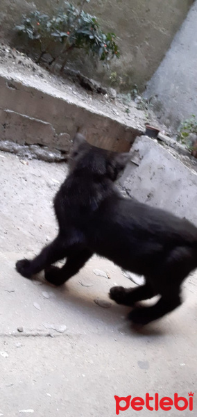 Tekir Kedi, Kedi  Zeytin fotoğrafı