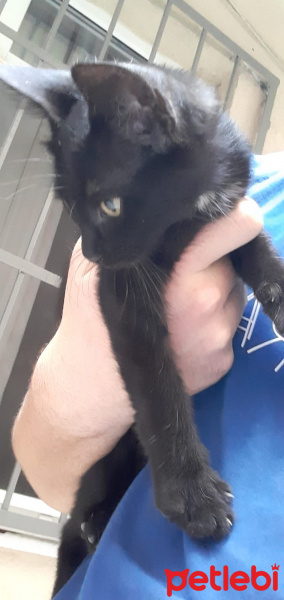 Tekir Kedi, Kedi  Zeytin fotoğrafı