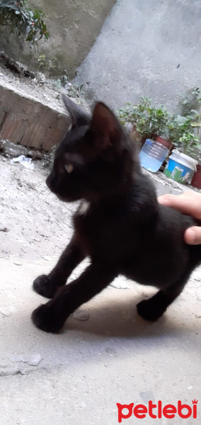 Tekir Kedi, Kedi  Zeytin fotoğrafı