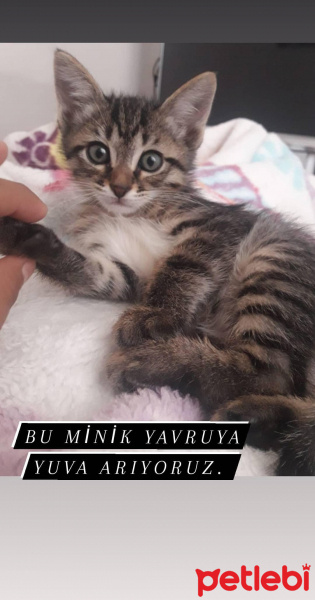 Tekir Kedi, Kedi  Bu yavruya acil yuva arıyoruz! fotoğrafı