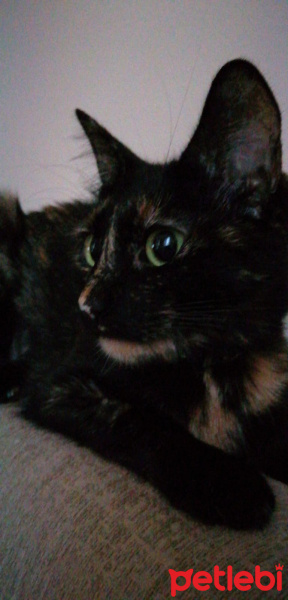 Tekir Kedi, Kedi  Gece fotoğrafı