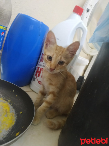 Sarman, Kedi  İsimsizeait fotoğrafı