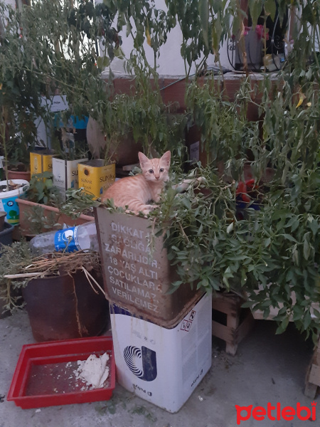Sarman, Kedi  İsimsizeait fotoğrafı