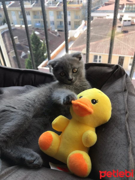Scottish Fold, Kedi  Oscar fotoğrafı