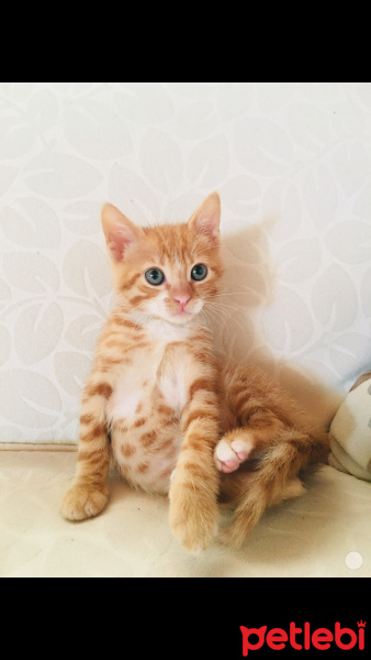 Sarman, Kedi  Mia fotoğrafı