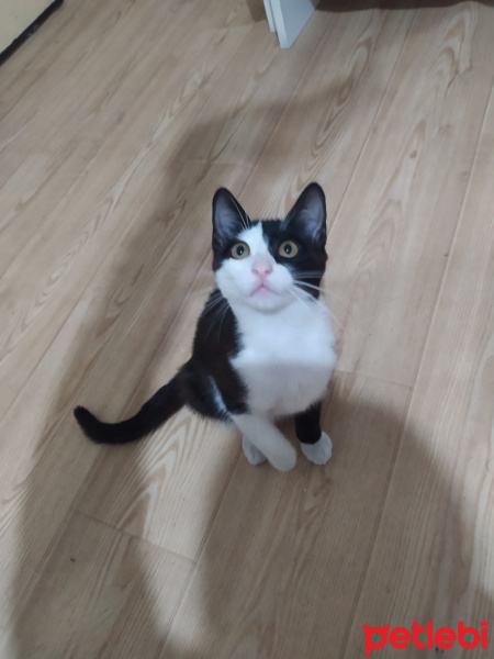 Tuxedo (Smokin) Kedi, Kedi  Karaş fotoğrafı