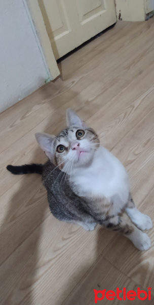 Tekir Kedi, Kedi  Griş fotoğrafı