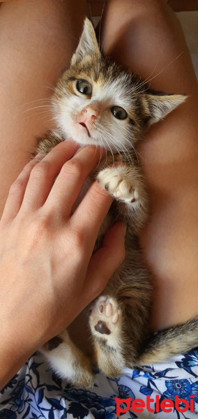 Tekir Kedi, Kedi  iskendre fotoğrafı