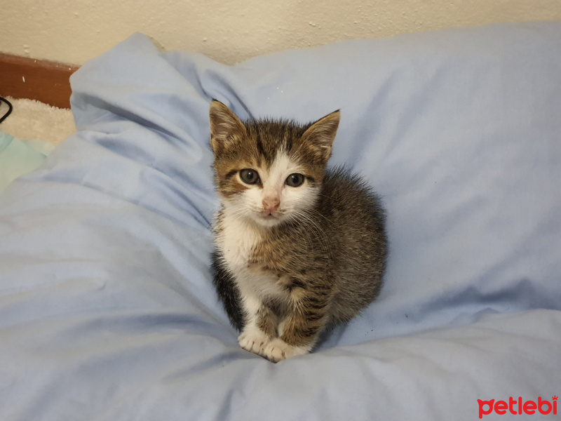 Tekir Kedi, Kedi  iskendre fotoğrafı