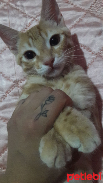 Tekir Kedi, Kedi  Vilma ile fred fotoğrafı