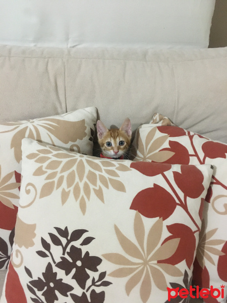 Sarman, Kedi  Leon fotoğrafı