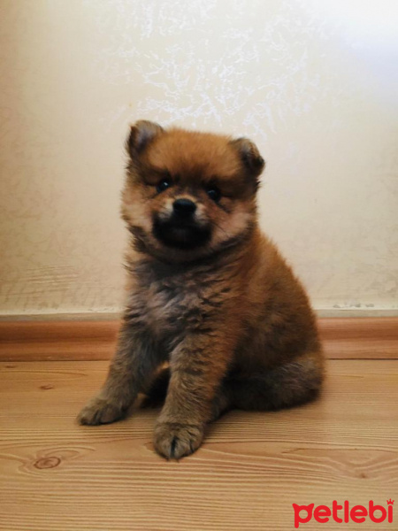 Pomeranyalı, Köpek  LEO fotoğrafı
