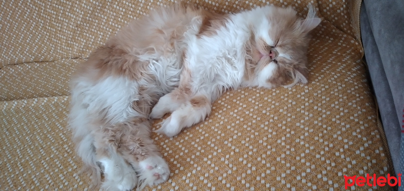İran Kedisi (Persian), Kedi  Bal fotoğrafı