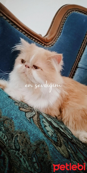 İran Kedisi (Persian), Kedi  Bal fotoğrafı