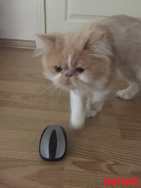İran Kedisi (Persian), Kedi  Bal fotoğrafı