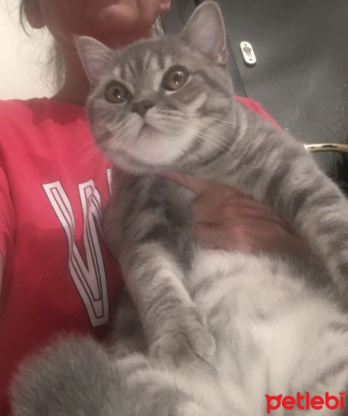 British Shorthair, Kedi  VENÜS fotoğrafı