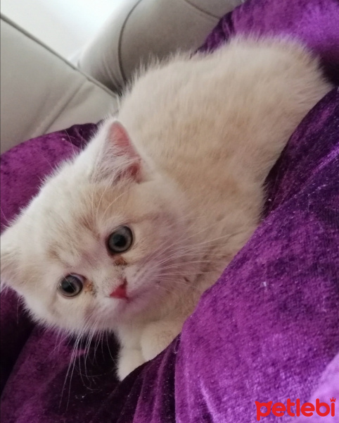 British Shorthair, Kedi  Badem fotoğrafı