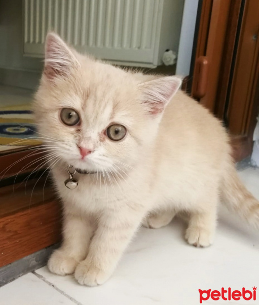 British Shorthair, Kedi  Badem fotoğrafı