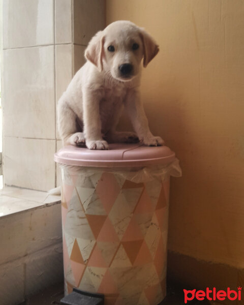 Labrador Retriever, Köpek  Baron fotoğrafı