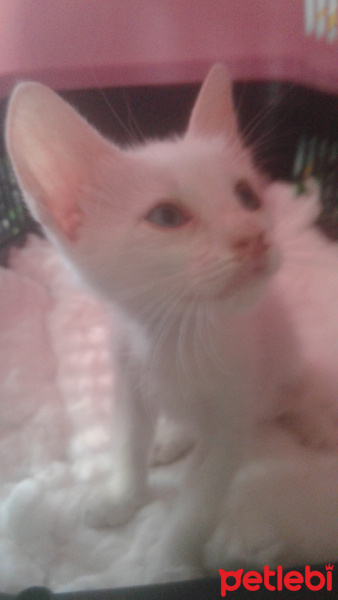 Van Kedisi, Kedi  Luni fotoğrafı