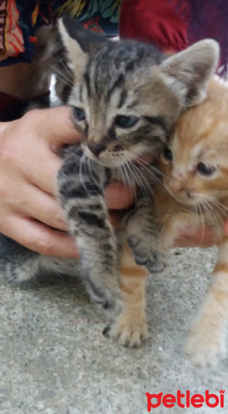 Tekir Kedi, Kedi  ismi yok fotoğrafı