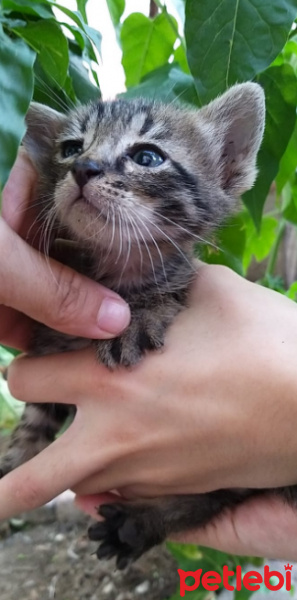 Tekir Kedi, Kedi  ismi yok fotoğrafı