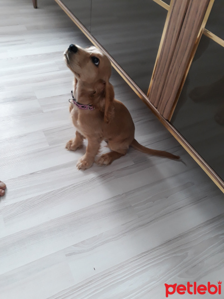 Amerikan Cocker Spaniel, Köpek  Kuki fotoğrafı