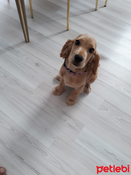 Amerikan Cocker Spaniel, Köpek  Kuki fotoğrafı