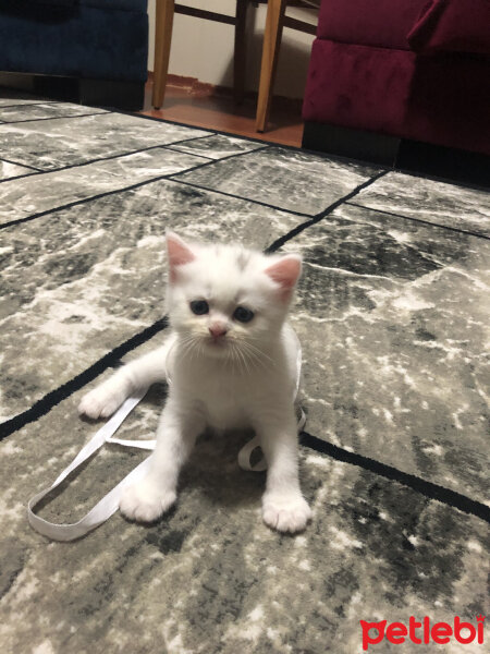 British Shorthair, Kedi  Şila fotoğrafı