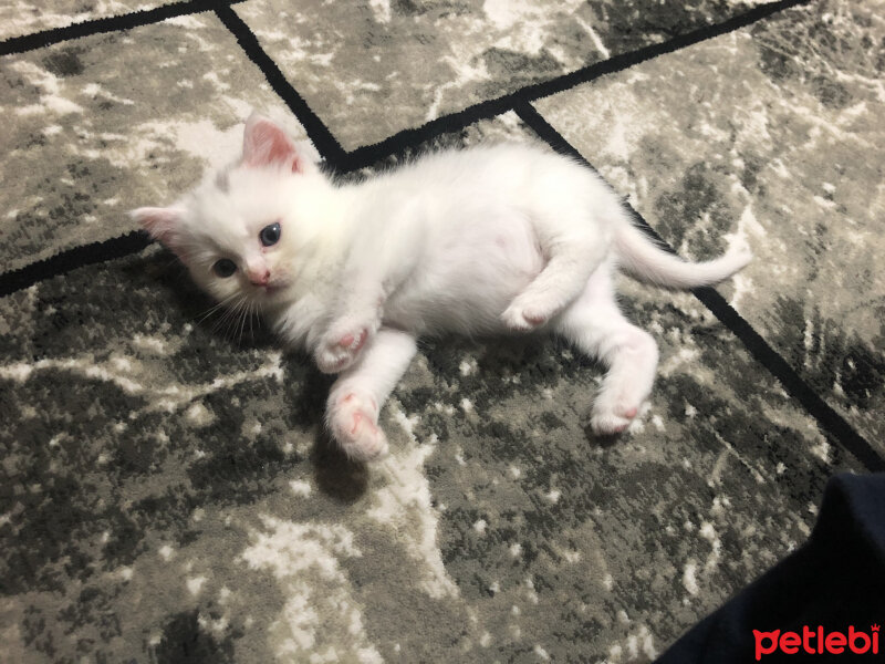 British Shorthair, Kedi  Şila fotoğrafı