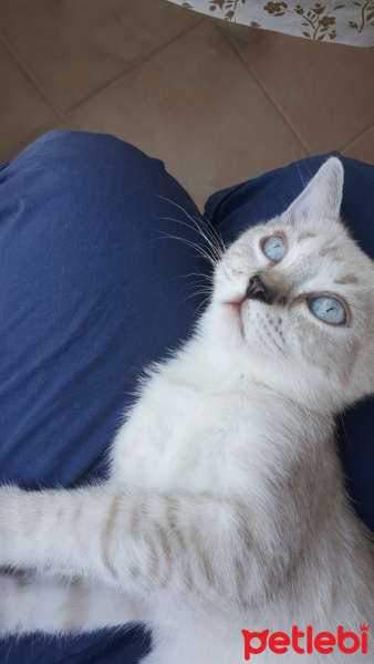 Scottish Fold, Kedi  Boncuk fotoğrafı