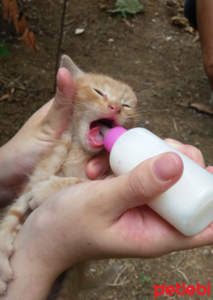 Sarman, Kedi  ismi yok fotoğrafı