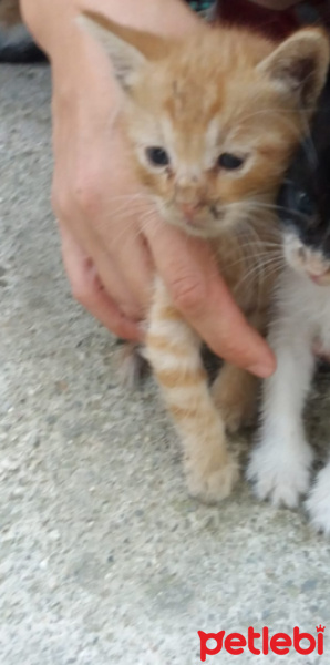Sarman, Kedi  ismi yok fotoğrafı