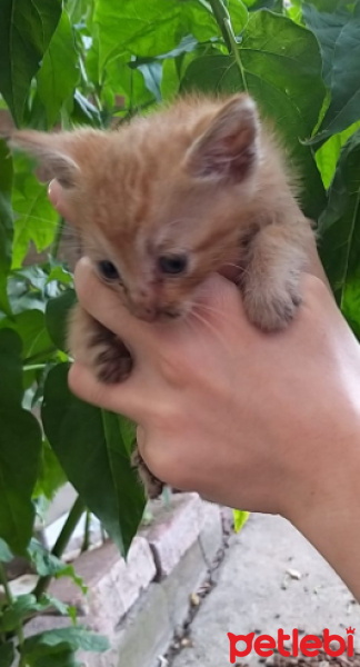 Sarman, Kedi  ismi yok fotoğrafı