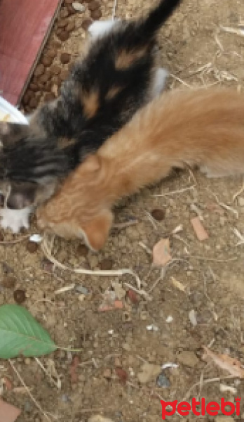 Sarman, Kedi  ismi yok fotoğrafı