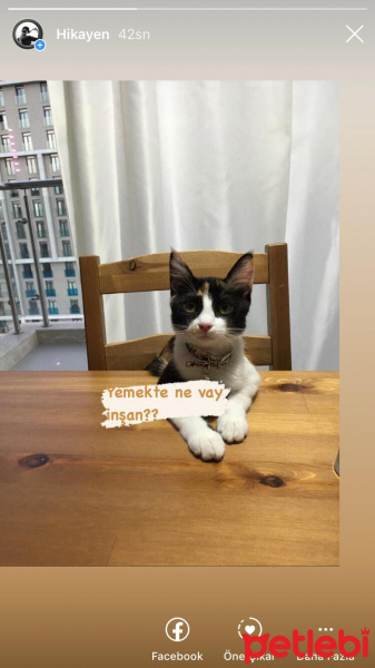 Soke, Kedi  Kuki fotoğrafı