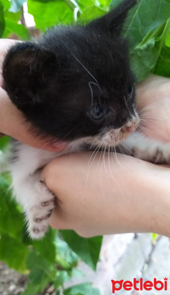 Tekir Kedi, Kedi  smokin kedi fotoğrafı