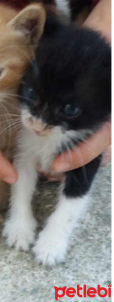 Tekir Kedi, Kedi  smokin kedi fotoğrafı