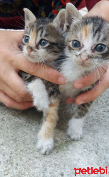 Tekir Kedi, Kedi  ismi yok fotoğrafı