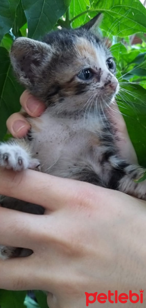 Tekir Kedi, Kedi  ismi yok fotoğrafı