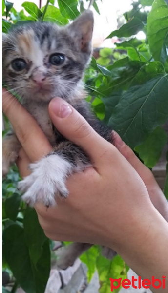 Tekir Kedi, Kedi  ismi yok fotoğrafı