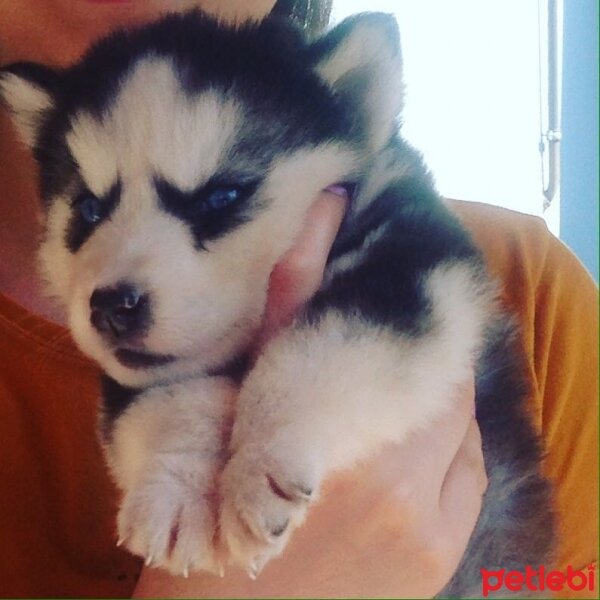 Sibirya Kurdu (Husky), Köpek  Mayra fotoğrafı