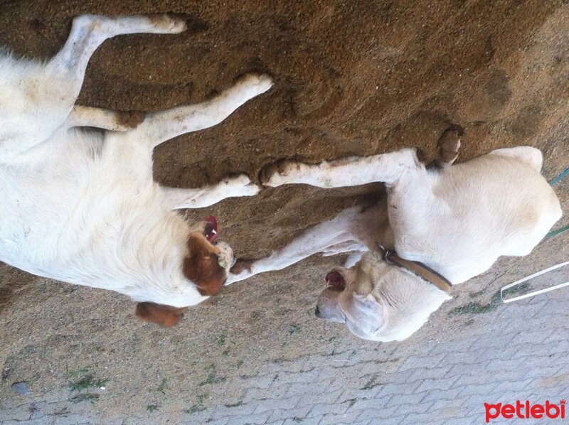 Sibirya Kurdu (Husky), Köpek  Mayra fotoğrafı