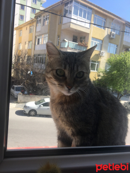 Tekir Kedi, Kedi  Kivi fotoğrafı
