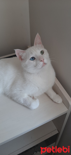 Van Kedisi, Kedi  Beethoven fotoğrafı