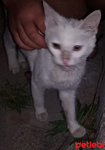 Van Kedisi, Kedi  Pamuk fotoğrafı