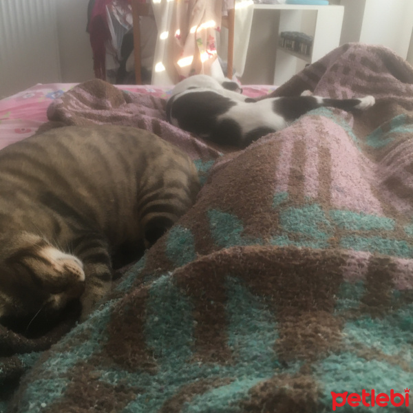 Tekir Kedi, Kedi  Paşa fotoğrafı