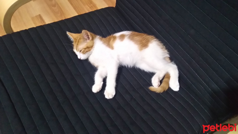 Tekir Kedi, Kedi  Medi fotoğrafı